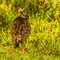 Ngorongoro Crater